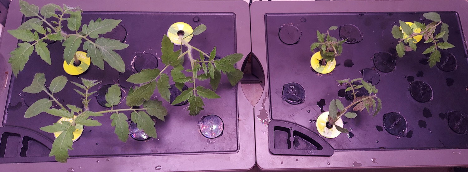 Update #3: Cleaned up the Farm 24 XL today and moved the tomatoes from the Harvest XL. Since I was moving the plants I stuc…