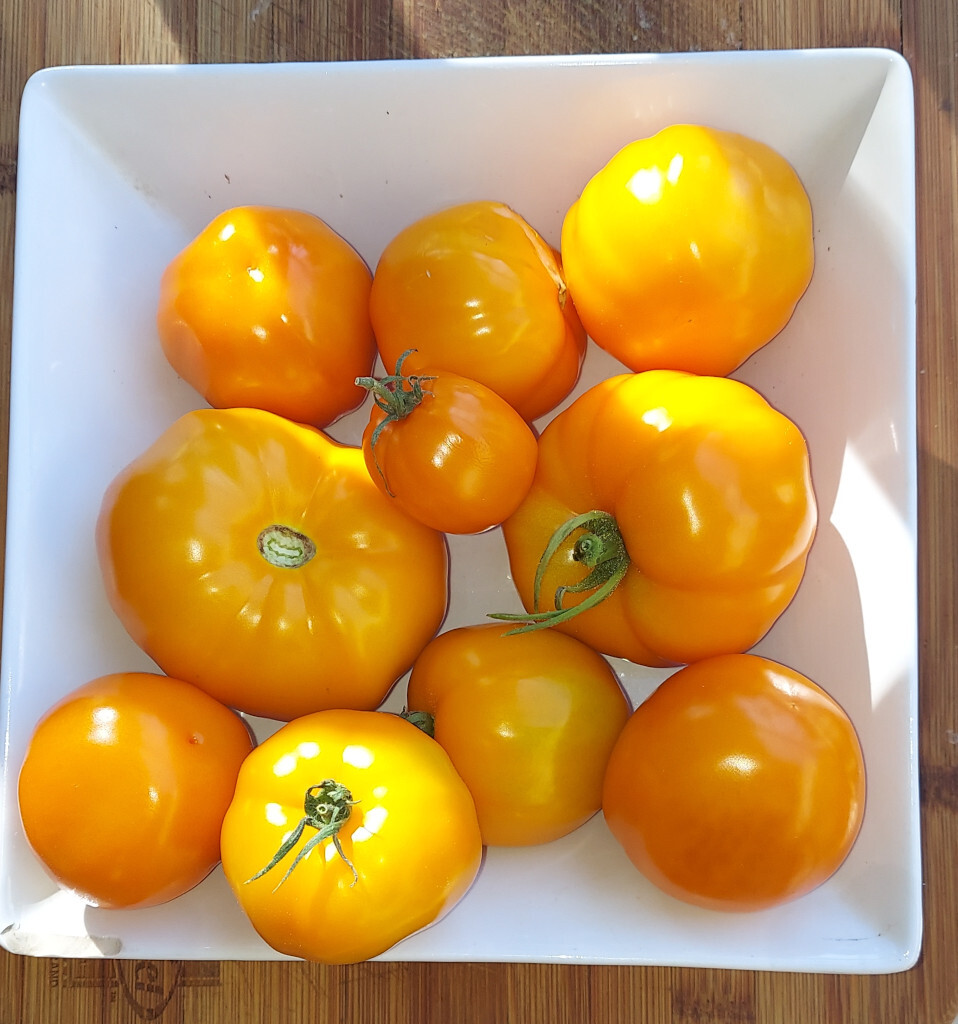 Vivacious Tomatoes Produced a Long Slicing-Tomato Harvest in a Farm 24 XL