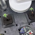 Young Cannabis Seedlings