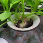Arugula Mold Check