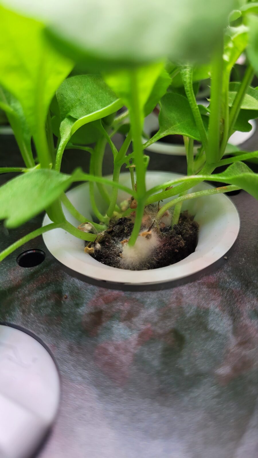 Planta analizada