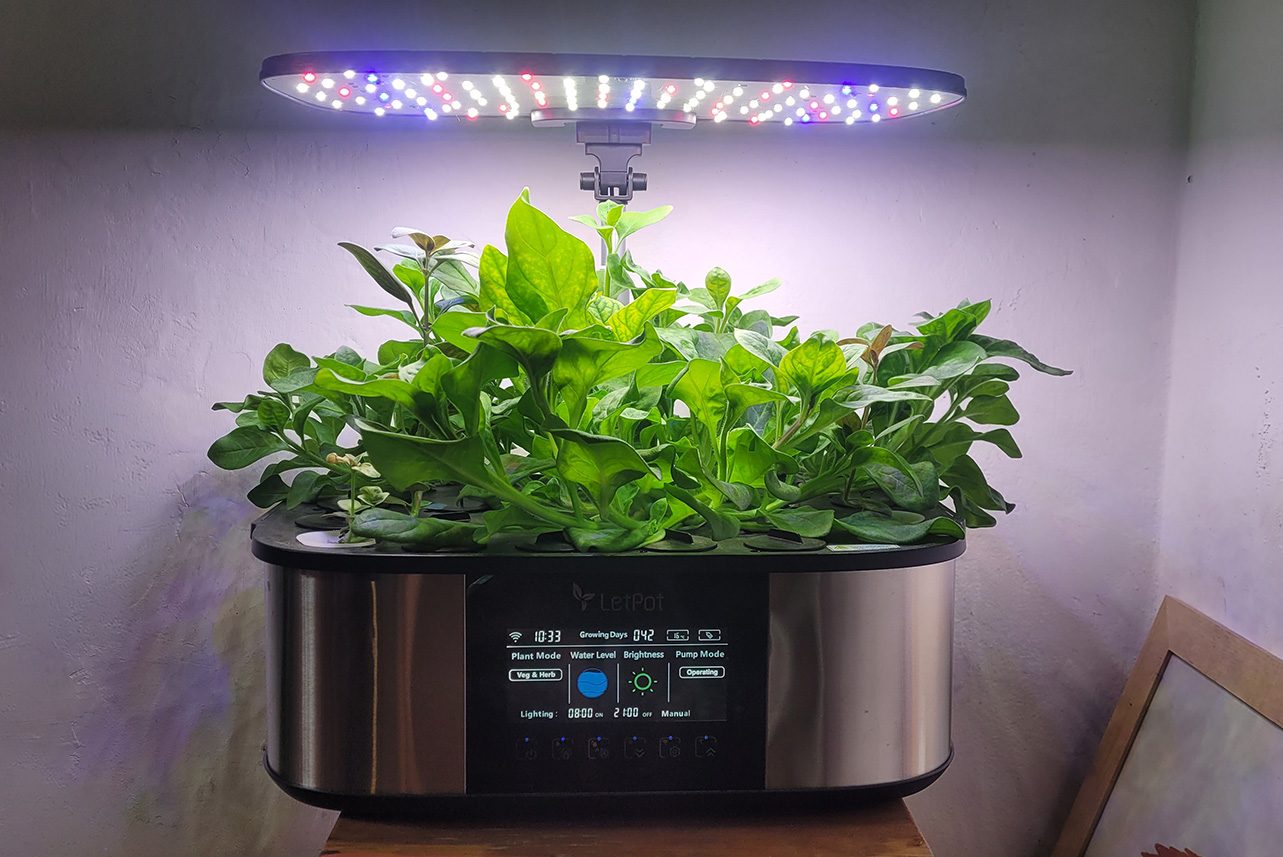 Planta analizada
