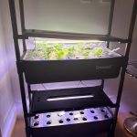 Mixed Herb Crop