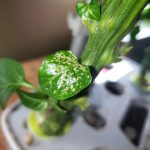 Pepper Aphids