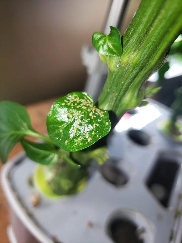 Planta analizada