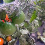 Cherry Tomato Spider Mites