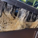 Light Root Browning
