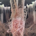 Mild Root Stress