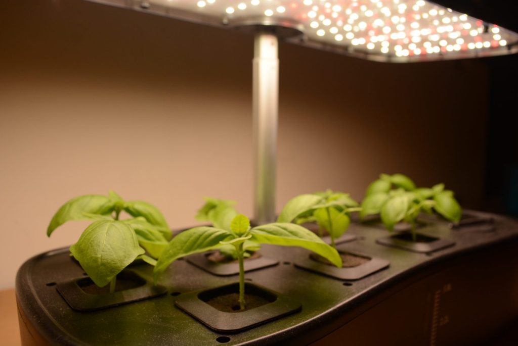 Grow of Basil in AquaSoil 12 Pods Hydroponic Growing System SP01