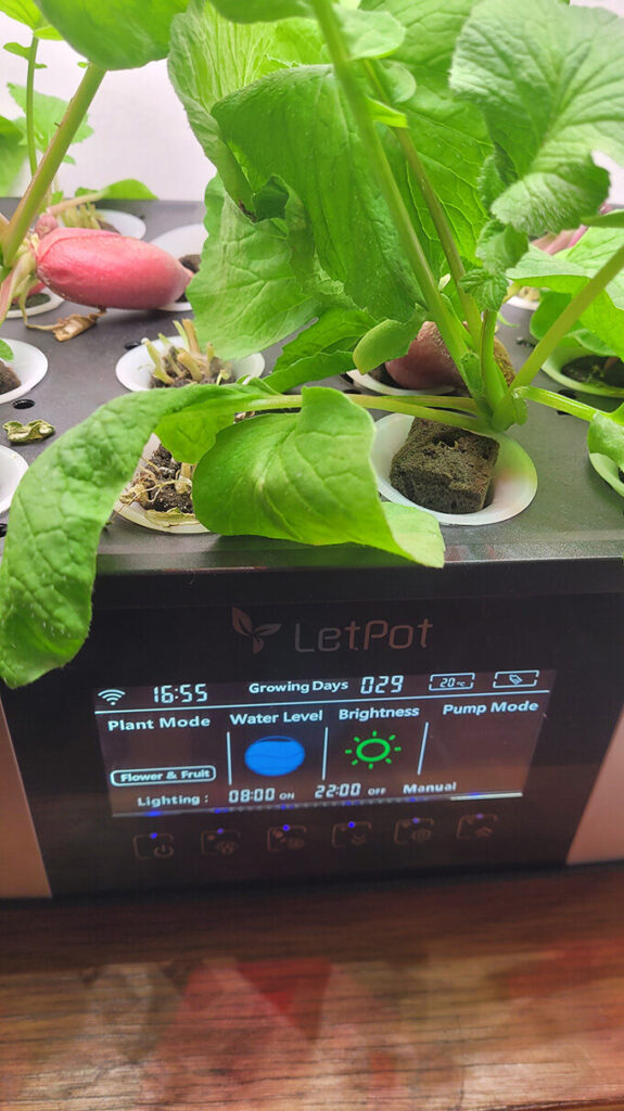 Grow of Arugula and Radish in LetPot LPH-Max 21 Pods