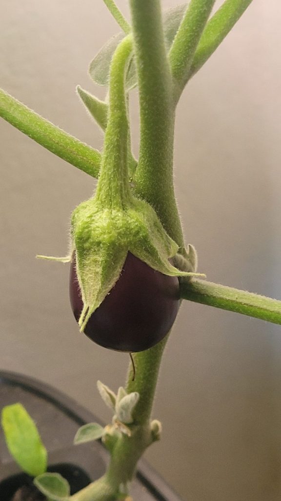 Grow of Eggplant baby in AquaSoil 12 Pods Hydroponic Growing System SP01