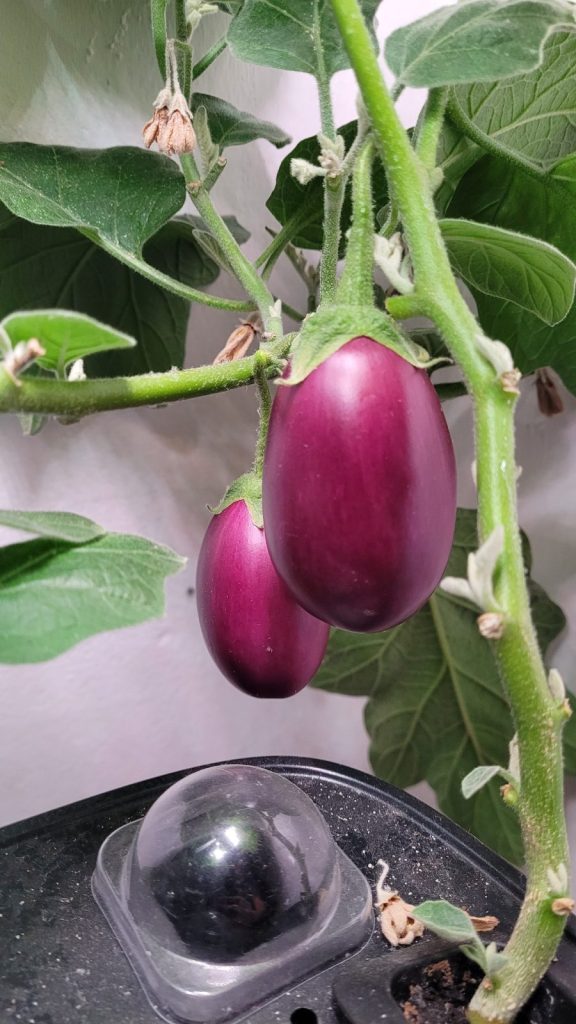 Grow of Eggplant baby in AquaSoil 12 Pods Hydroponic Growing System SP01